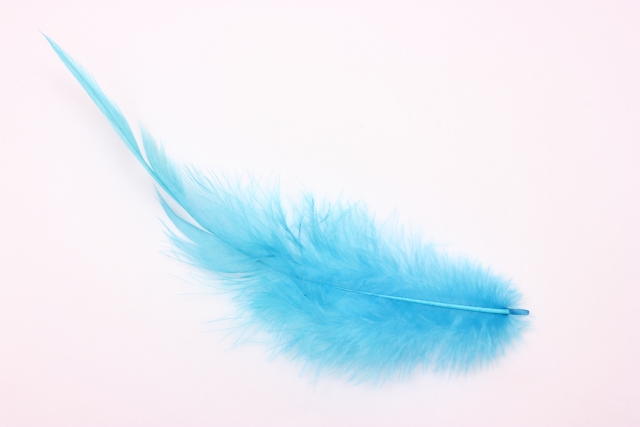 繊細な青い羽根
